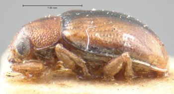 Media type: image;   Entomology 9825 Aspect: habitus lateral view